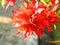 Beautiful orange or red color Bougainvillea Or ornamental vines, bushes, or trees or Orange King bougainvillea.