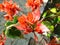 Beautiful orange or red color Bougainvillea Or ornamental vines, bushes, or trees or Orange King bougainvillea.