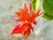 Beautiful orange or red color Bougainvillea Or ornamental vines, bushes, or trees or Orange King bougainvillea.