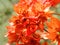 Beautiful orange or red color Bougainvillea Or ornamental vines, bushes, or trees or Orange King bougainvillea.