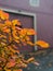 Beautiful Orange, Red and Gold Leaves Against a Purple Barn