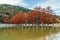 Beautiful orange red swamp cypress tree wood by Sukko lake, Anapa, Russia. Autumn scenic landscape