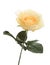 Beautiful orange rose, artificial flower