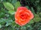 Beautiful orange rose bloomed after the rain