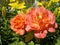 Beautiful orange rose Westerland variety blooming in summer in the garden close up