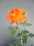 Beautiful orange rose whith buds in the spring garden. Splendid and romantic flower