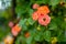 Beautiful orange roses bush blossoming at the backyard on summer day