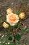 Beautiful orange roses in the garden