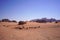 Beautiful orange sands dune of Wadi Rum desert the unique landscape