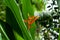 Beautiful orange single tropical flower of Expanded Lobsterclaw, with green big leaves