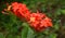 Beautiful orange spike flowers in the garden