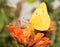 Beautiful Orange Sulphur butterfly