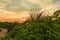 Beautiful orange sunset with wild yellow flowers on the beach, Cypress Point Park, Tampa, Florida