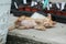 Beautiful Orange tabby kitten laying on porch