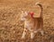 Beautiful orange tabby kitty cat on fall grass