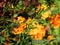 Beautiful orange tagetes for you!