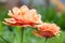 Beautiful orange terry tulip