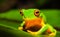 Beautiful Orange thighed green tree frog