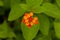 Beautiful orange tropical flowers Common Lantana introduced in Seychelles