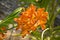 Beautiful orange vibrant orchid flowers in the tropical garden