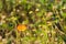 A beautiful orange, white and black Thai butterfly atop a stunning group of tiny white and yellow flowers, in a Thai garden park.