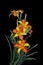 Beautiful Orange Yellow, Bi-color Daylily in black background