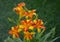 Beautiful Orange Yellow, Bi-color Daylily in the garden