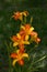 Beautiful Orange Yellow, Bi-color Daylily in green background