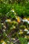 Beautiful orange, yellow and black butterfly on flowers in the fields in nature