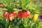 Beautiful orange and yellow hazel grouse flowers. Perennial bulbous plant
