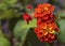 Beautiful orange and yellow Lantana camara flowers in tropical garden of Tenerife,Canary Islands,Spain.