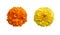 Beautiful orange and yellow marigold flowers isolated on white background Indian flowers for traditional functions pongal, diwali,