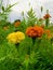 Beautiful orange and yellow Marygold flowers