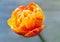 Beautiful orange and yellow ornamental tulip flower bloom agains a faded soft focus grey wood background