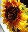 Beautiful Orange & Yellow Sunflower with a Monarch Butterfly Spreading Her Wings in Summer's Sun