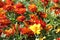 Beautiful orange and yellow Tagetes or Marigold for colorful garden