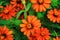 The beautiful orange zinnias