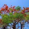 Beautiful Oranges Flower