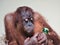 Beautiful orangutan closeup