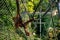 Beautiful Orangutans in the Hellabrunn zoo in Munich