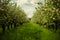 Beautiful orchard in spring. Blooming apple trees in rows with bright green grass in sunny day