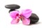 beautiful orchid on black stone balance on white back