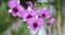 Beautiful orchid flower blooming at rainy season. Dendrobium Orchidaceae