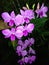 Beautiful of a Orchid flower Dendrobium phalaenopsis larat blooming in the garden