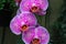 Beautiful orchid flower in the garden. Violet Orchids close up.