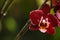 Beautiful orchid flower grow in tropical garden with natural background, wallpaper natural closeup macro, postcard beauty and