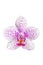 Beautiful orchid flower isolated