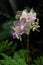 Beautiful orchid flowering plant. Several flowers.