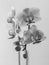 Beautiful Orchid Flowers in black and white
