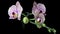 Beautiful Orchid flowers blooming on black background, close-up. 4K Timelapse.
